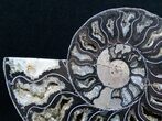 Inch Split Ammonite - Black Beauty #3314-1